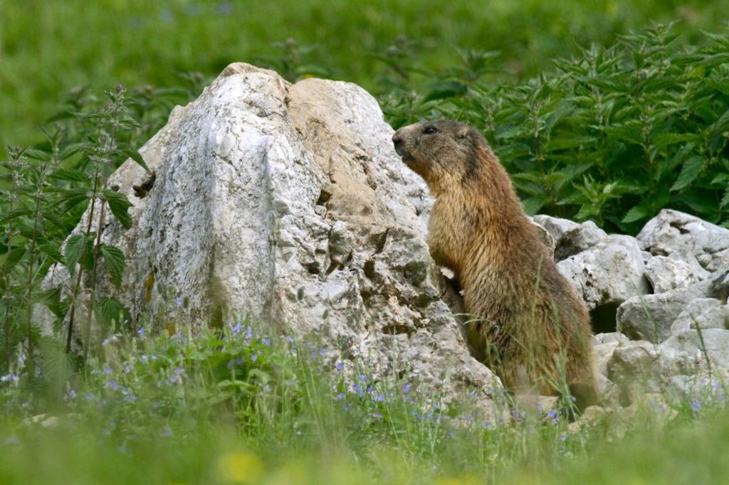 vacanza trekking in Paganella per percorrere i migliori itinerari trekking sulle Dolomiti in Trentino